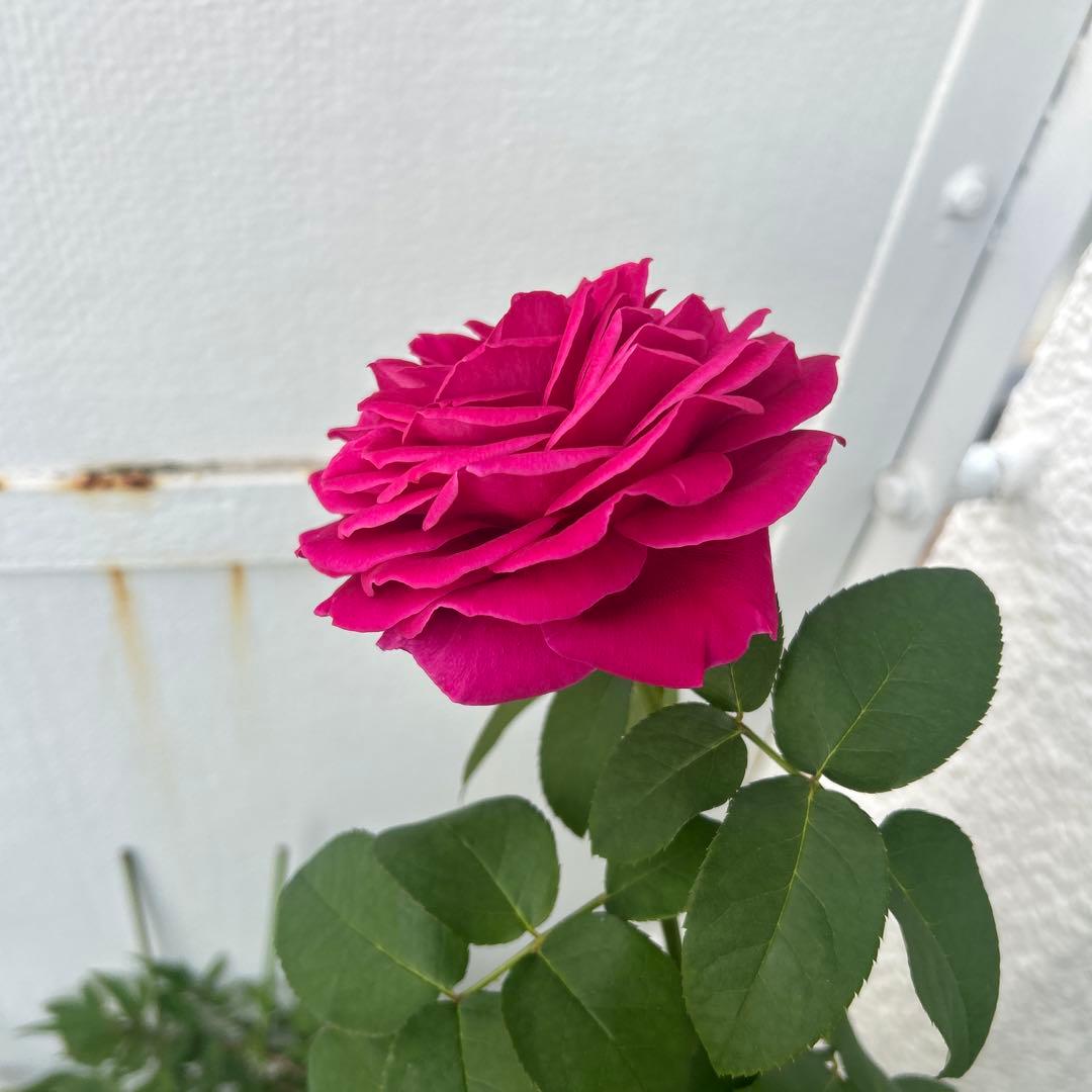 イングリッシュローズ接木大苗　イエローアンブリッジセット