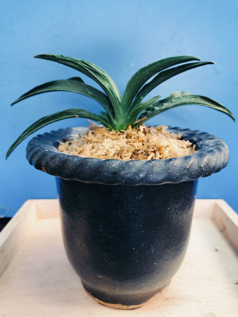 万年青 羅紗葉 (葉には二面甲竜と、しかみが出てます) おもと 実生 ㉓