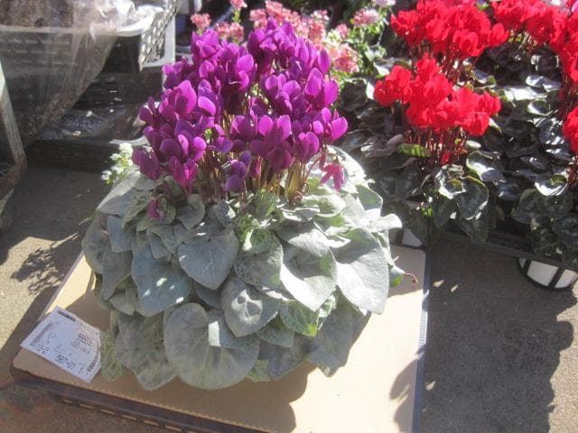 ひ*ろ様 『月下』　紫色のシクラメン 6号鉢　希少品種　シルバーリーフ　ヤマト宅