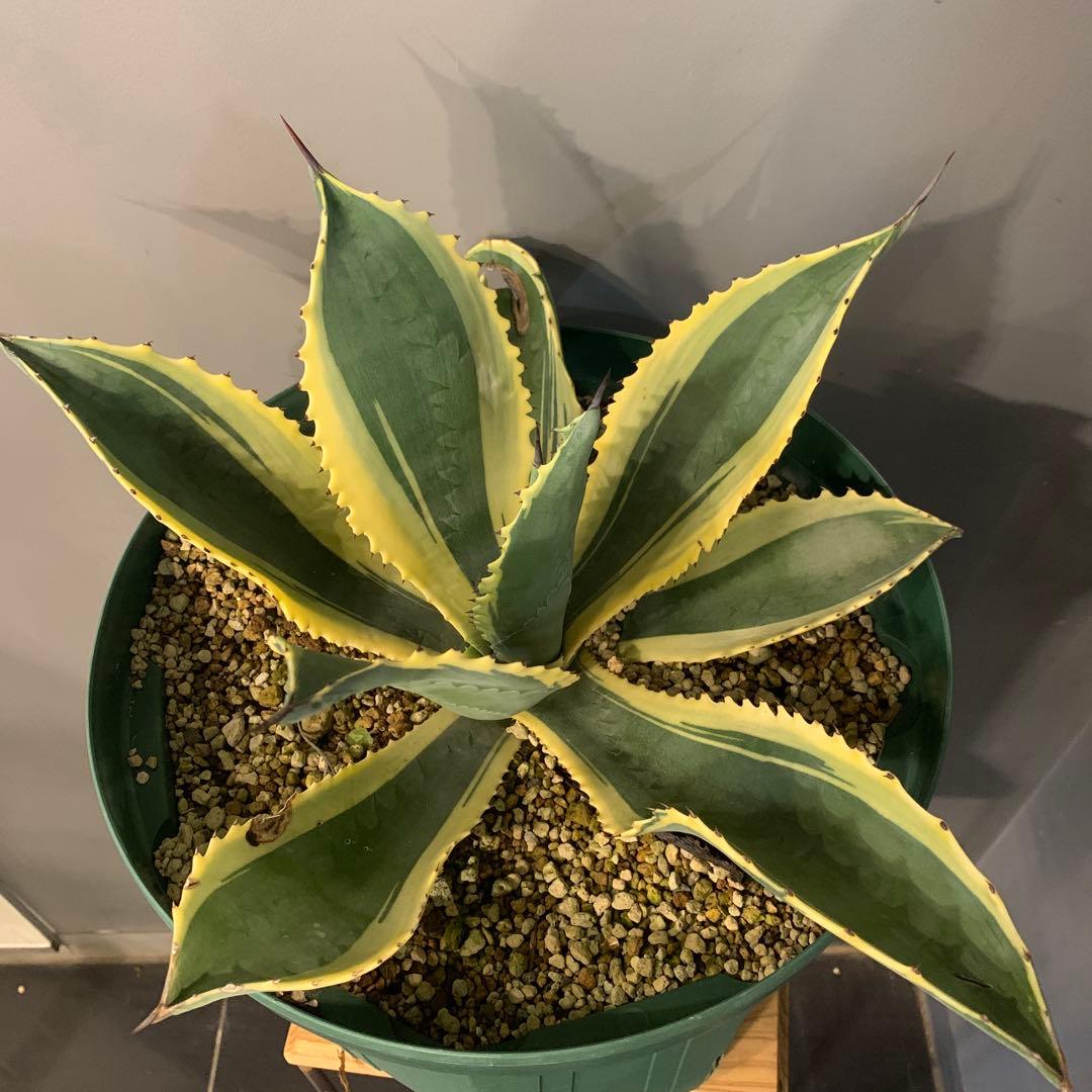 アガベ リップルエフェクト