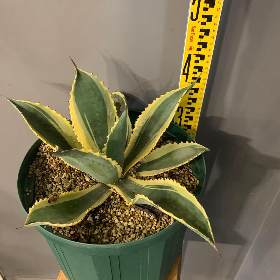 アガベ リップルエフェクト