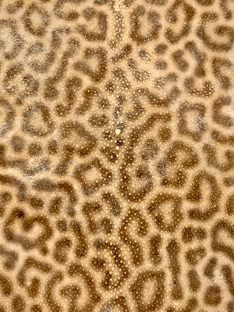 鮫皮　刀剣用　虎鮫13