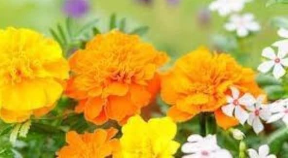 里芋の種、大量５００粒＋マリーゴールド花種＋全国匿名送料無料です