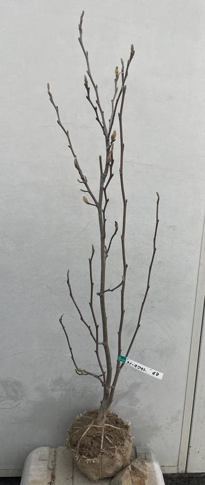 《現品》白モクレン　スノーホワイト　樹高1.1ｍ（根鉢含まず）68【庭木/苗木】