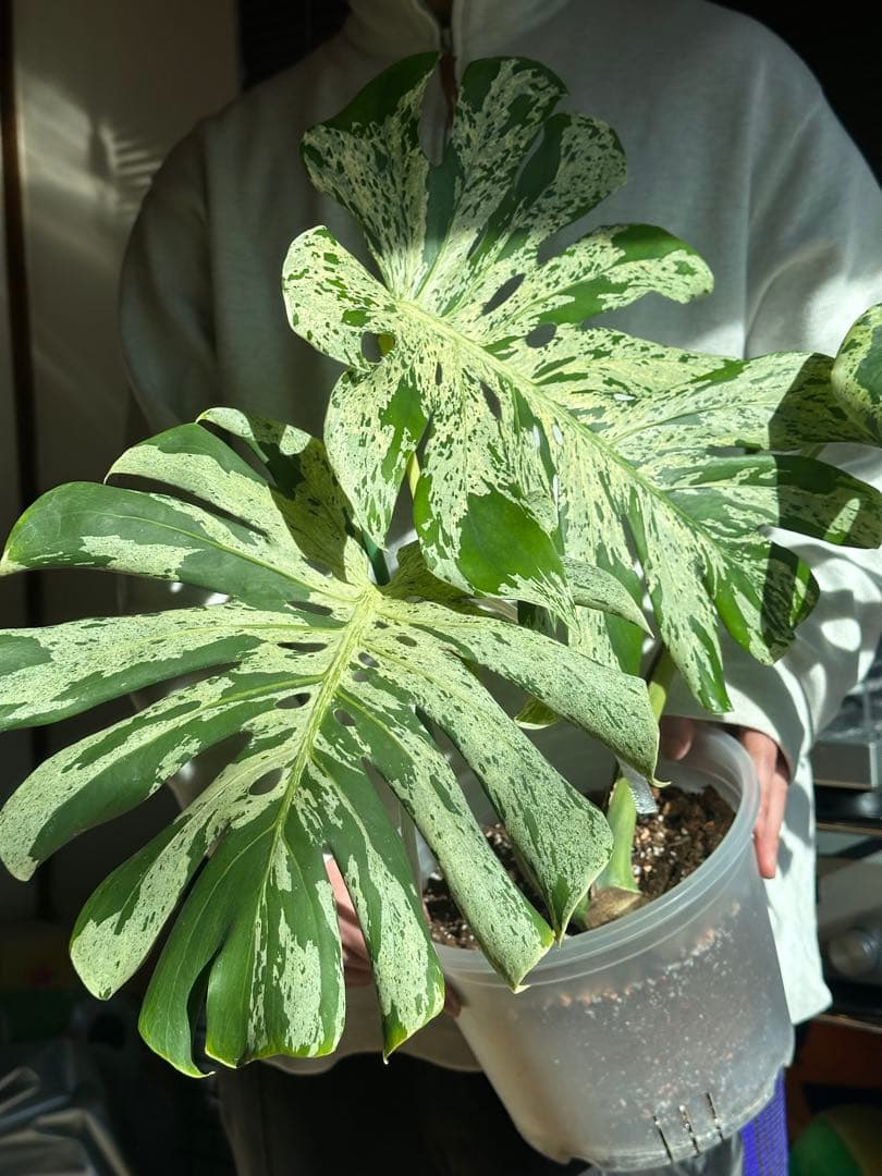 史上最大級 モンステラ　バルバソウル　Monstera Bulbasaur