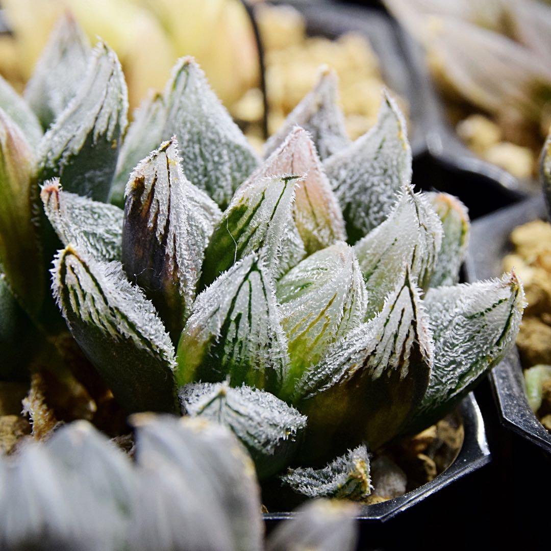 ハオルチア ホワイトフォックス錦