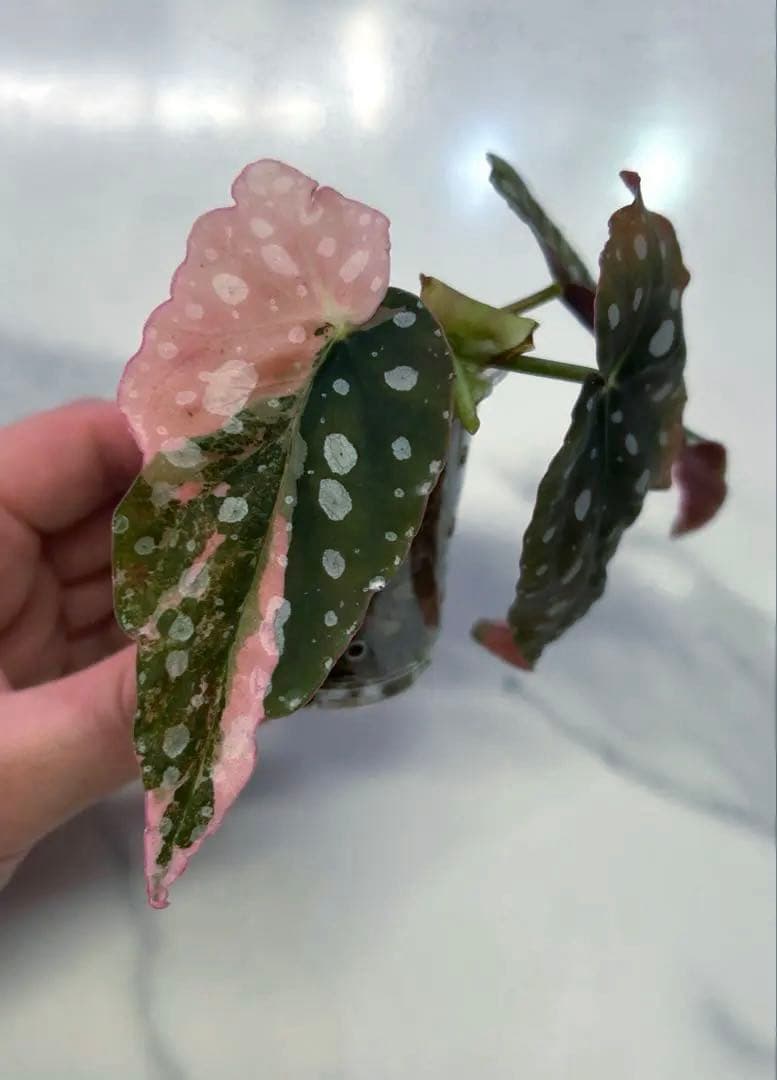 【希少】 ベゴニア　マクラータ　斑入り　ピンク