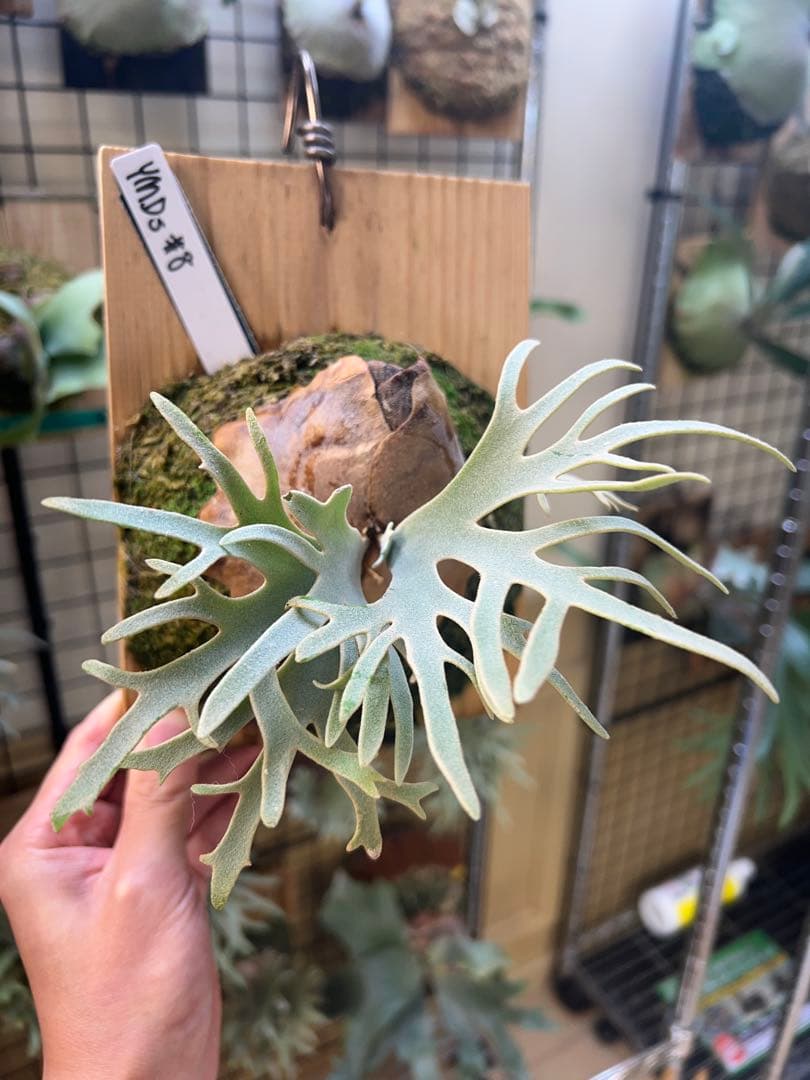 P.willinckii Totoro spore YMDs ビカクシダ⑧