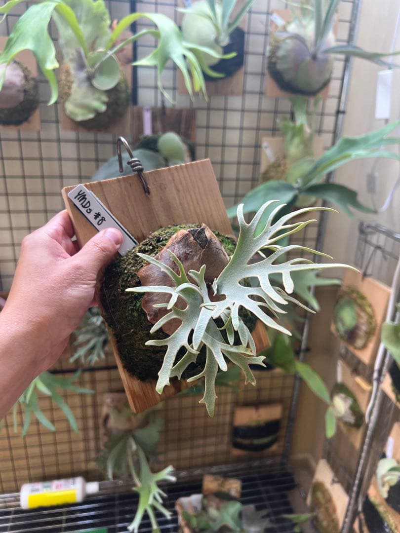 P.willinckii Totoro spore YMDs ビカクシダ⑧