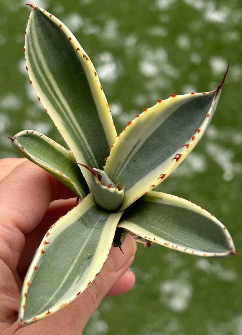 激レア最高級株！発根済み！オリザバ⑥極上株！アガベ　根付き