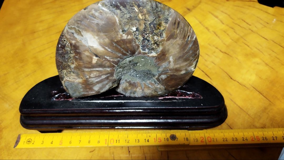 アンモナイト化石置物 ハーフカット台座付