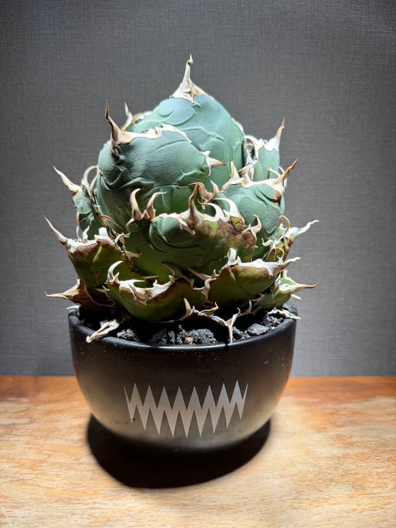 アガベ チタノタ 白鯨 親株