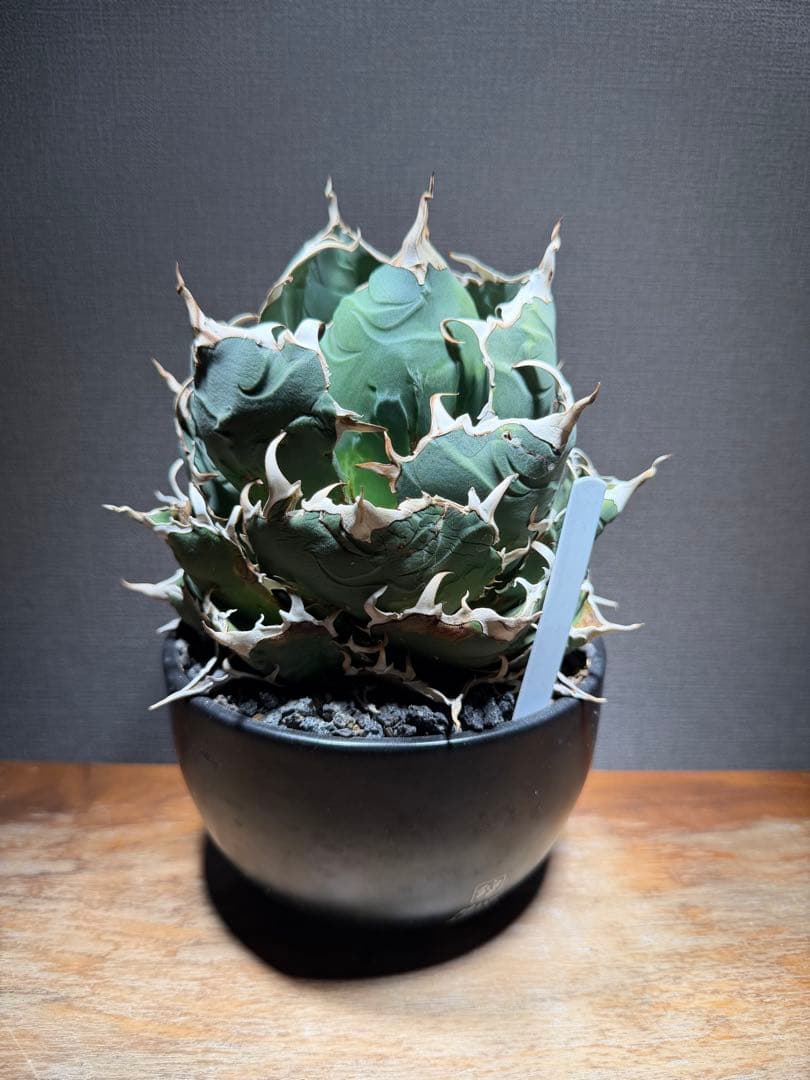 アガベ チタノタ 白鯨 親株