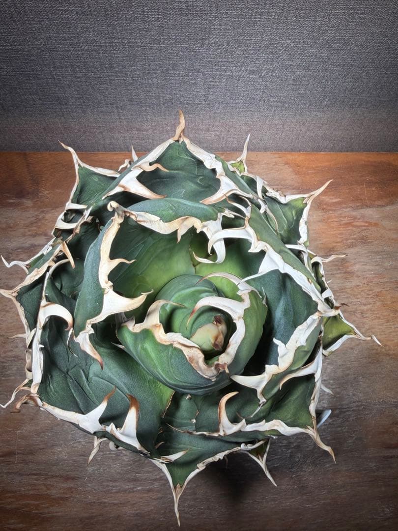 アガベ チタノタ 白鯨 親株