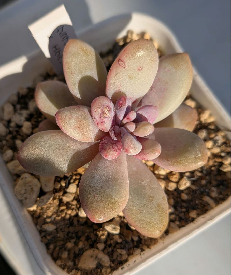 専用！名札付き❢