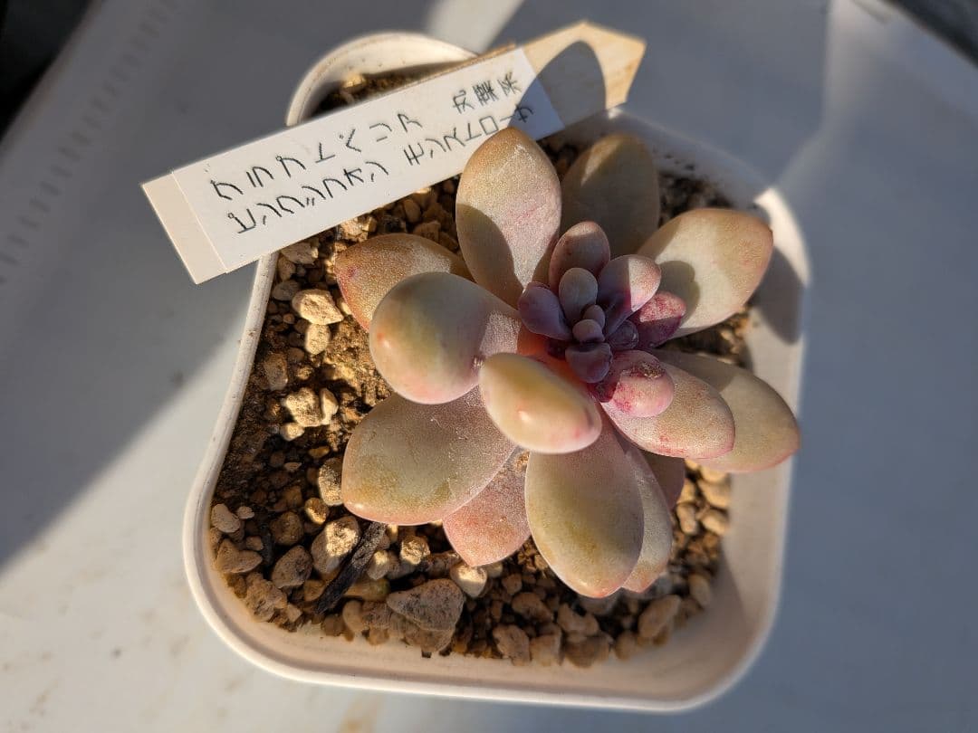 専用！名札付き❢