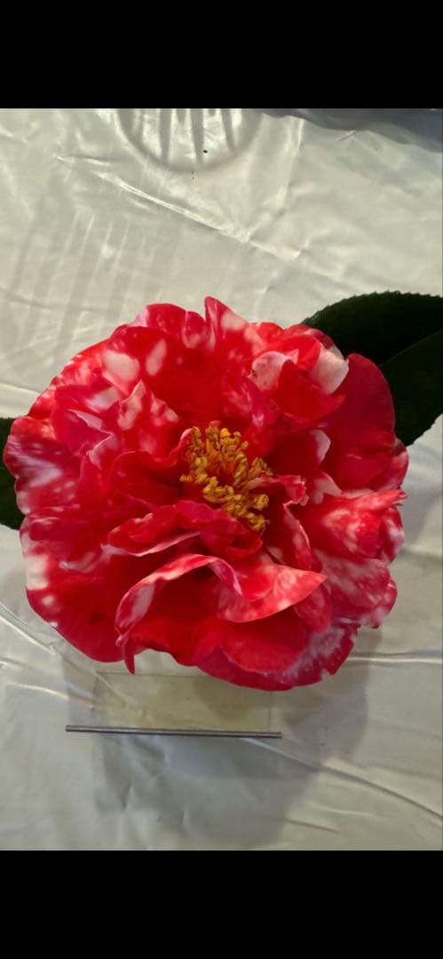 レイジェントリー