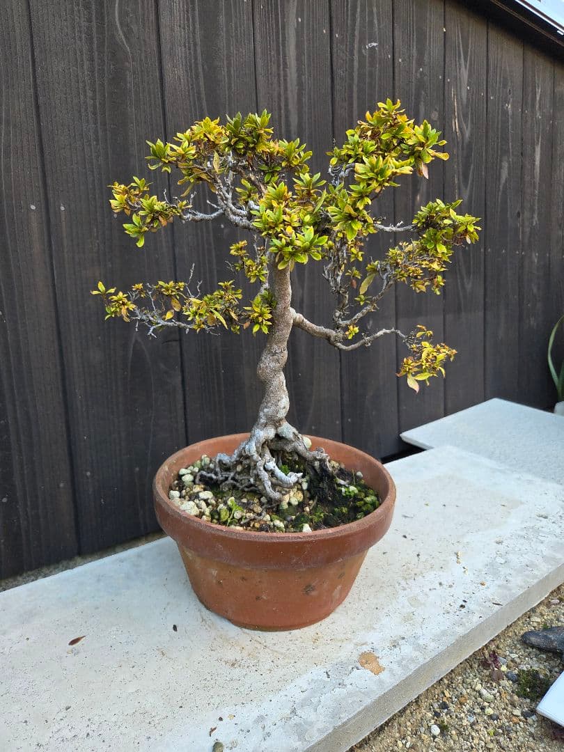 皐月盆栽「千代の光」