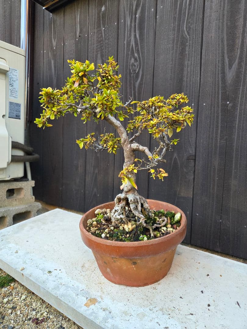 皐月盆栽「千代の光」