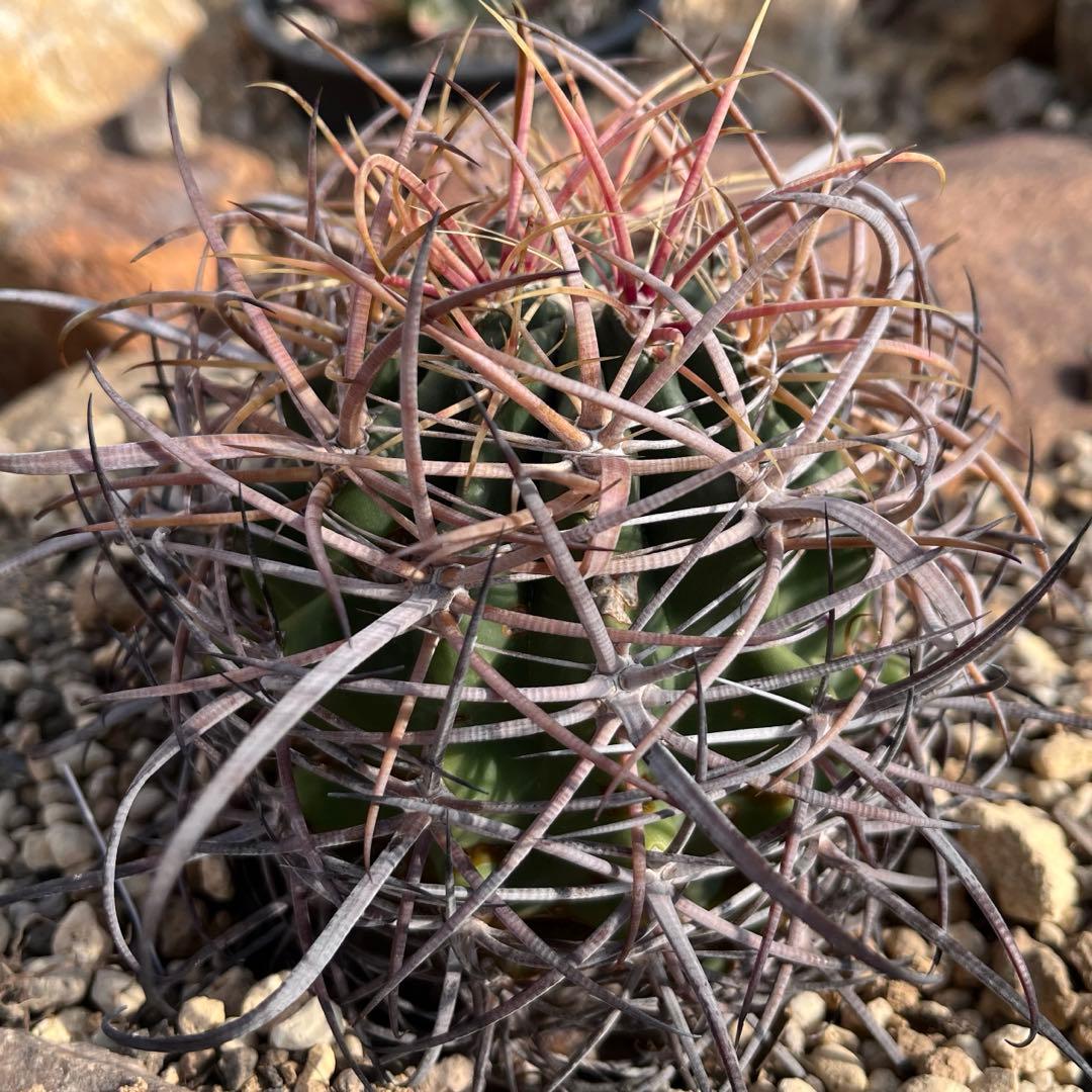 サボテン フェロカクタス 鯱頭｜迫力棘＆整ったフォルム｜鉢植えでお届け