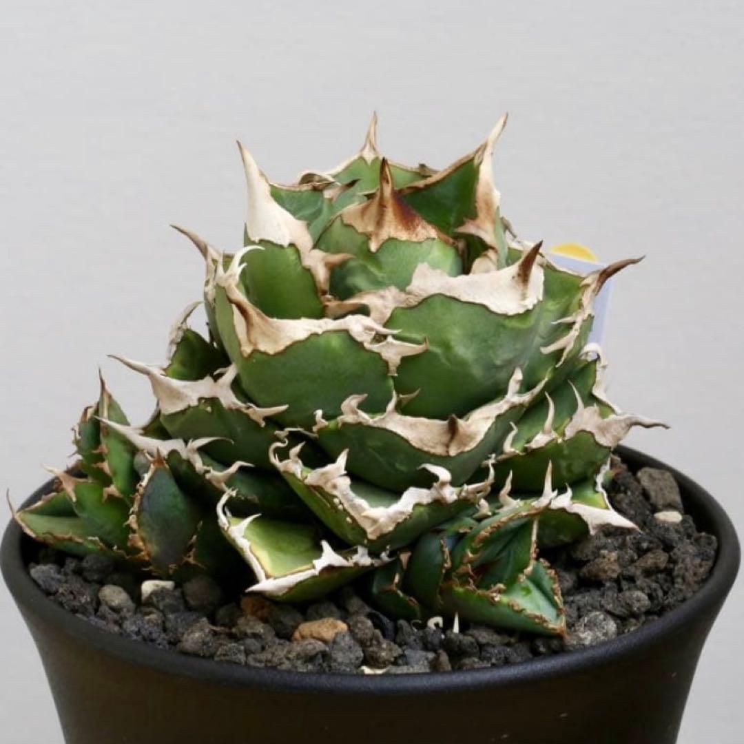 アガベ　チタノタ　清櫻①