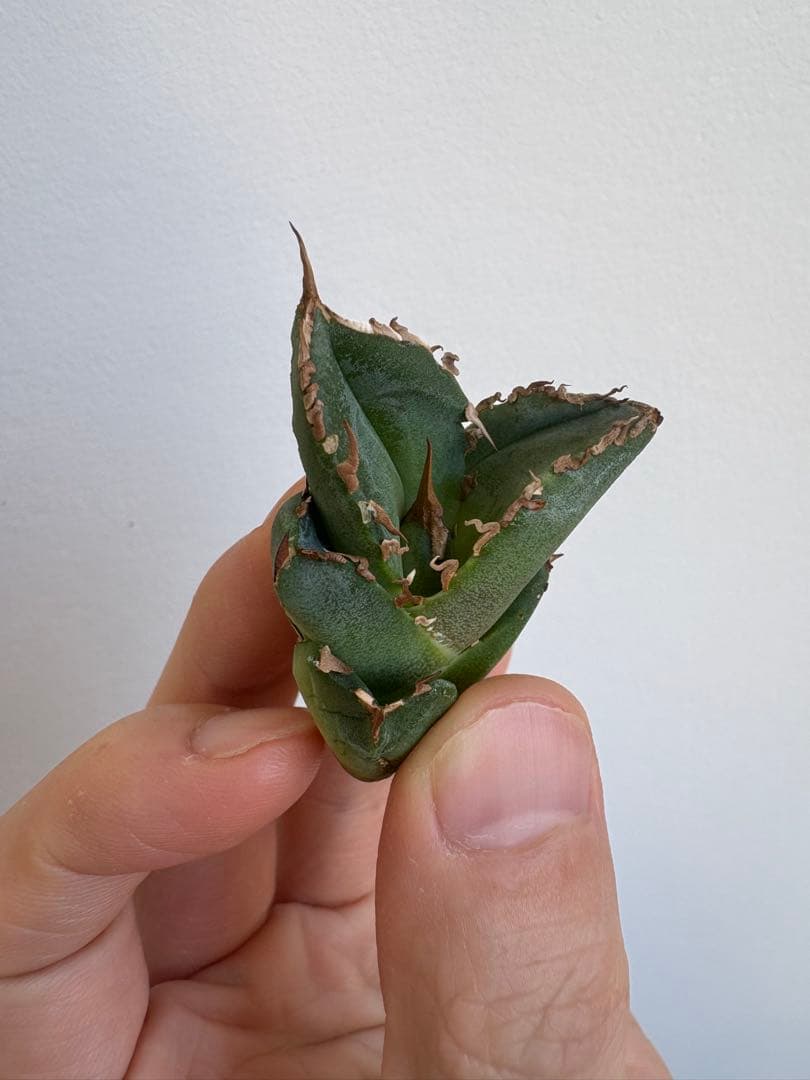 アガベ　チタノタ　清櫻①