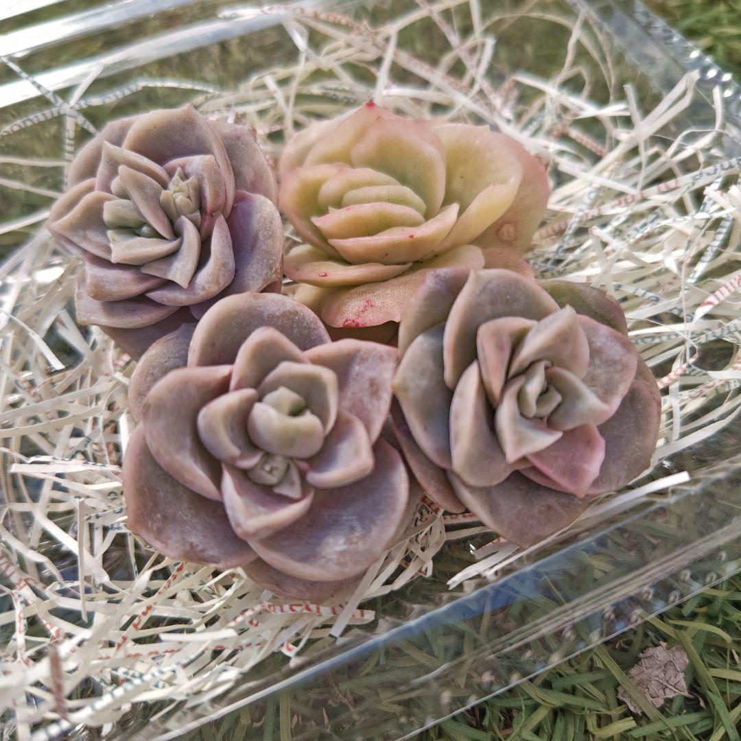 さとぴです♪ラブリーローズ10カット×6セット　速達発送