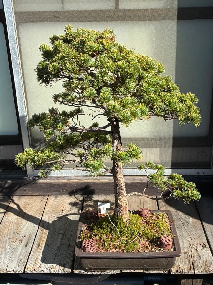 ★盆栽★ 赤石五葉松　E-23 樹齢70年以上　★愛媛県より発送★