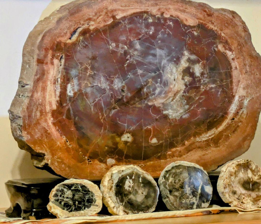 珪化木、木の化石 アリゾナ州産 重量は約15kg 台座約3kg、合計約18kg