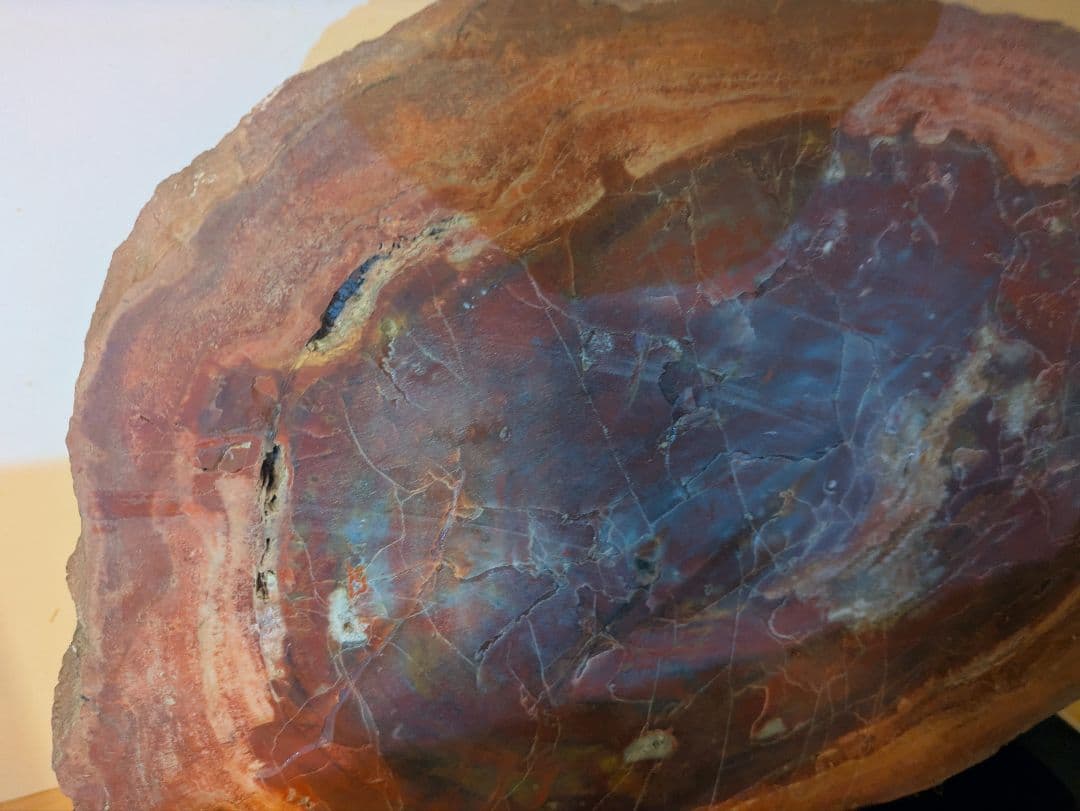 珪化木、木の化石 アリゾナ州産 重量は約15kg 台座約3kg、合計約18kg