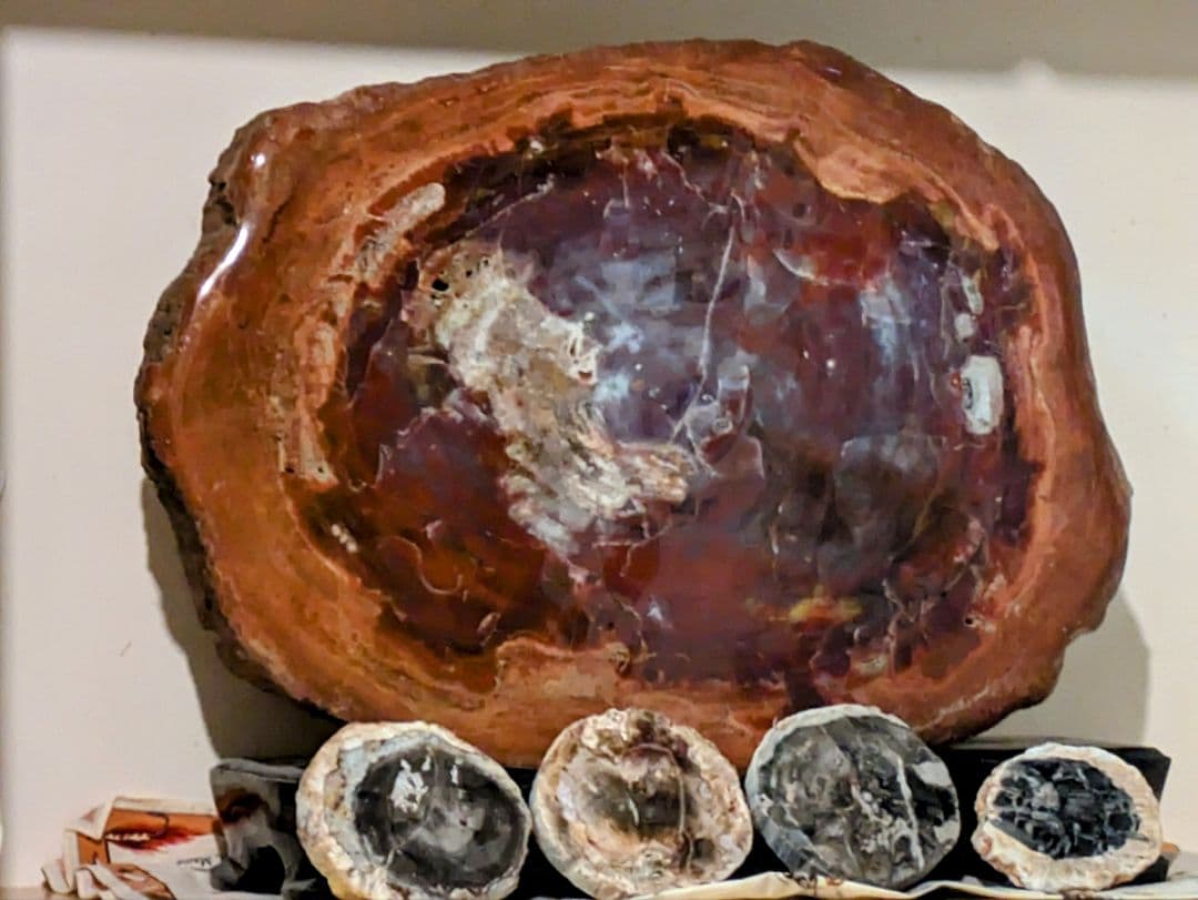 珪化木、木の化石 アリゾナ州産 重量は約15kg 台座約3kg、合計約18kg