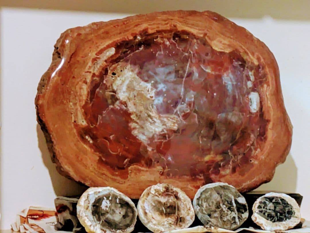 珪化木、木の化石 アリゾナ州産 重量は約15kg 台座約3kg、合計約18kg