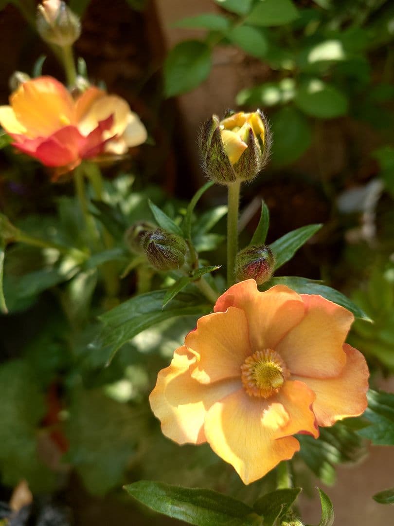 確認用。ラックス　メリッサ