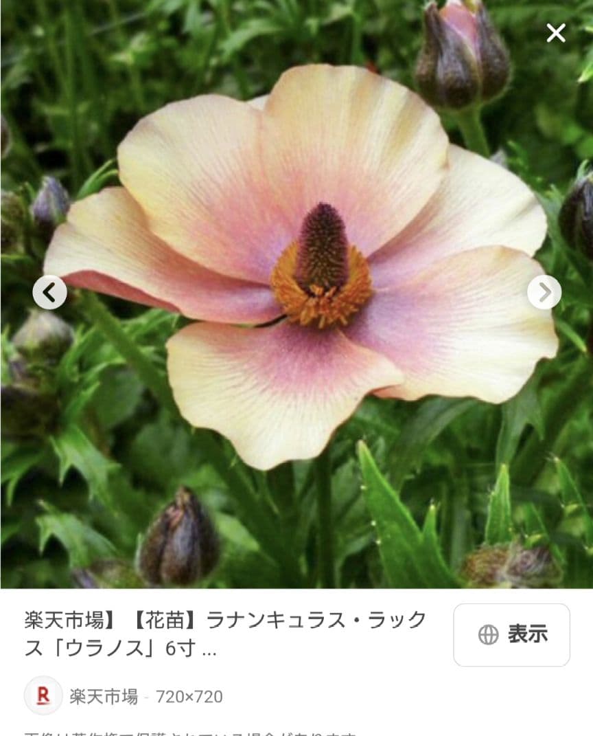 確認用。ラックス　メリッサ