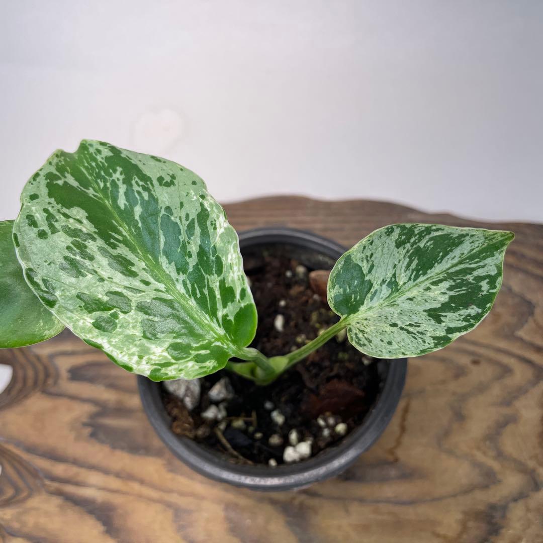 a 20品種保証！斑入り保証！Bulbasaurモンステラ バルバソーフシギダネ