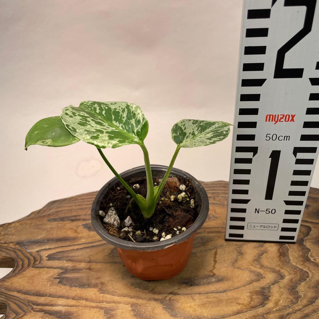 a 20品種保証！斑入り保証！Bulbasaurモンステラ バルバソーフシギダネ