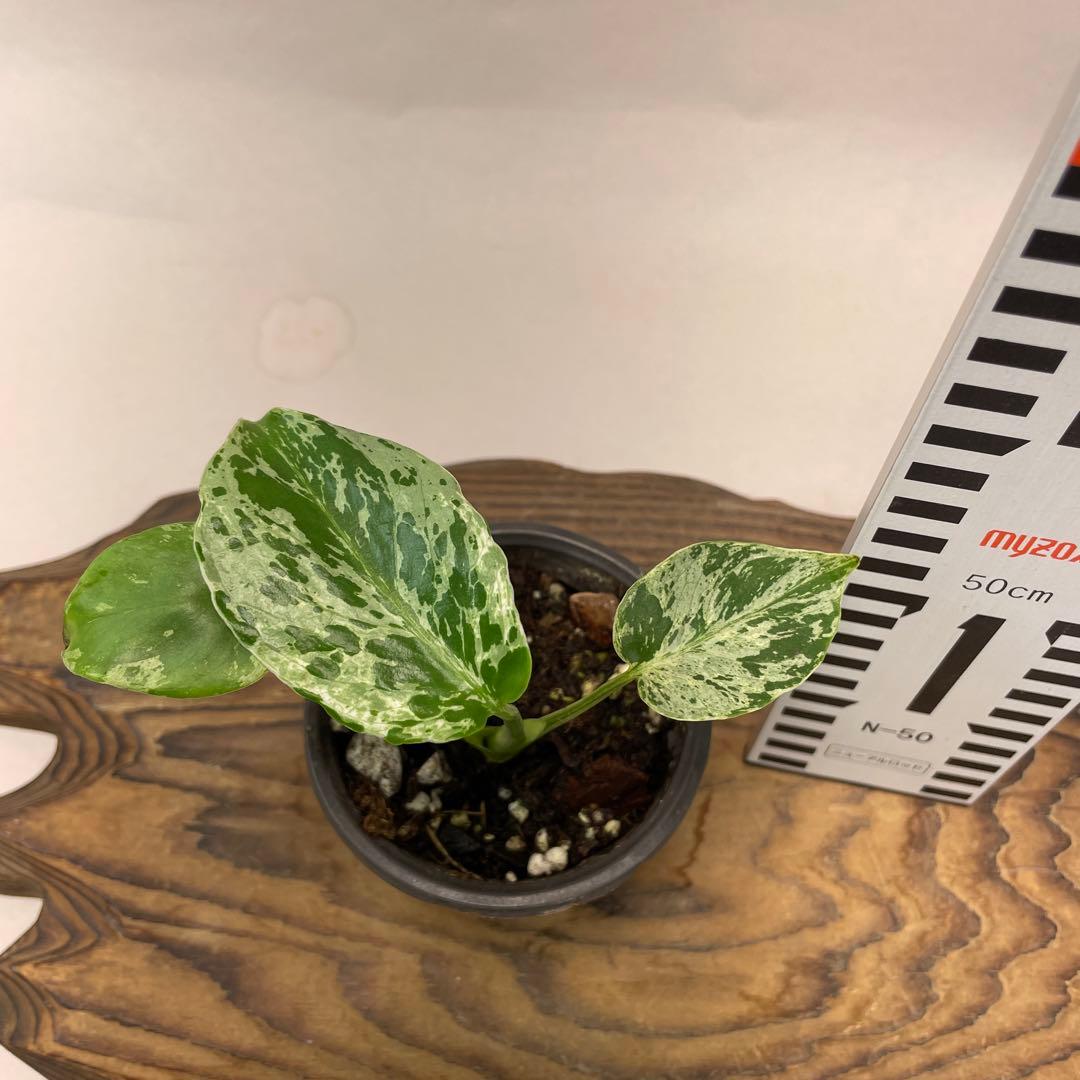 a 20品種保証！斑入り保証！Bulbasaurモンステラ バルバソーフシギダネ