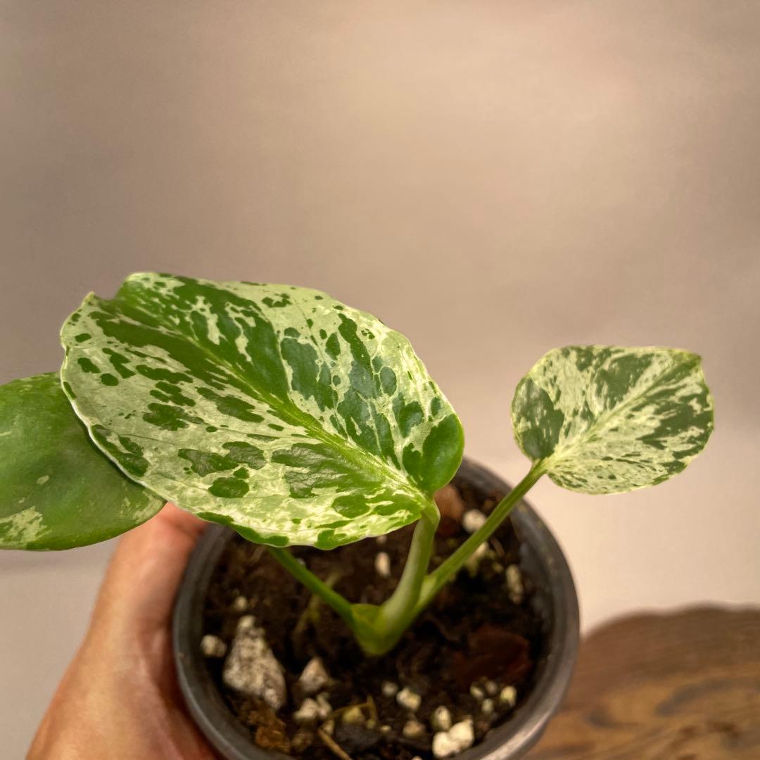 a 20品種保証！斑入り保証！Bulbasaurモンステラ バルバソーフシギダネ