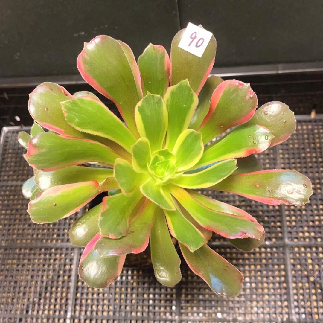 90#多肉植物アエオニウム錦❤️ 赤霞が飛ぶ ❤️1大頭4小頭17cm拔き苗