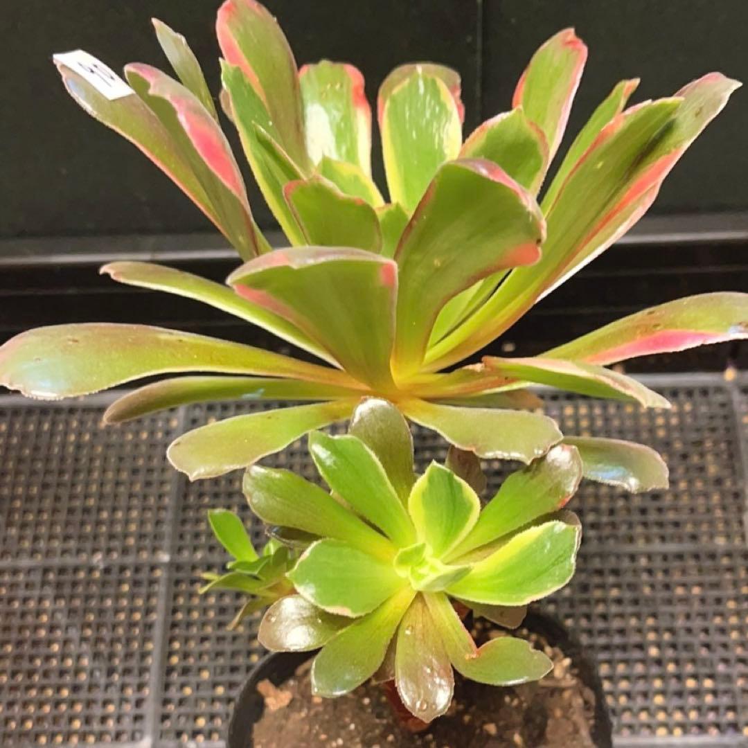 90#多肉植物アエオニウム錦❤️ 赤霞が飛ぶ ❤️1大頭4小頭17cm拔き苗