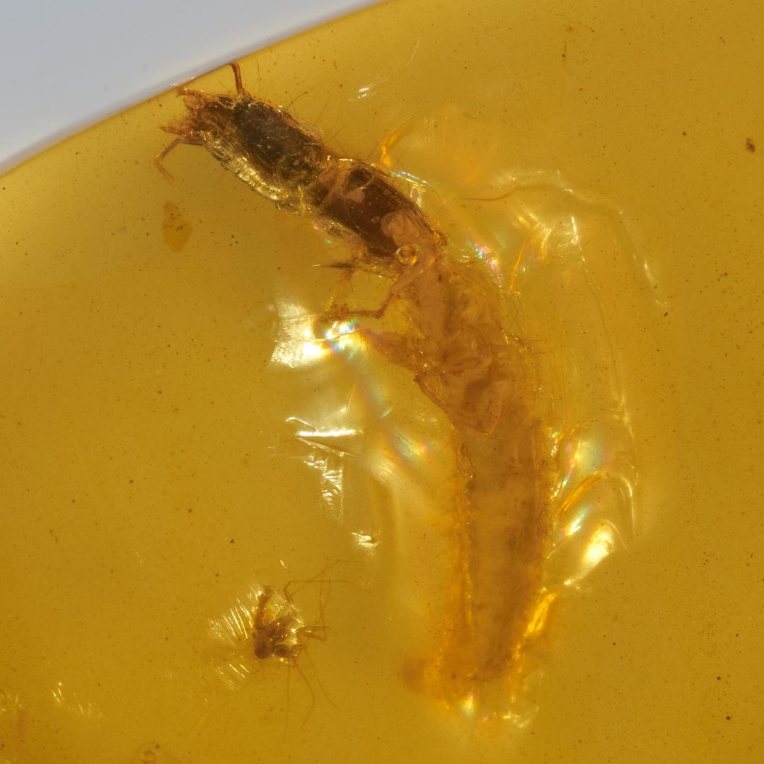 レア極上品 PA102虫入り琥珀化石　ミャンマーカムティかタナイ9900万年前