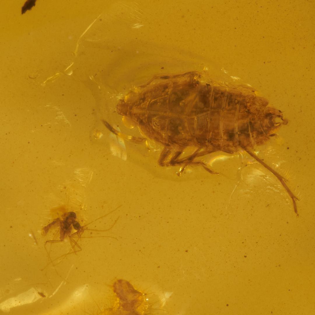 レア極上品 PA102虫入り琥珀化石　ミャンマーカムティかタナイ9900万年前