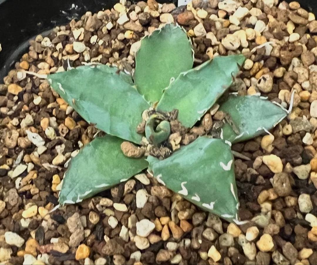 やーまん太郎様　植物