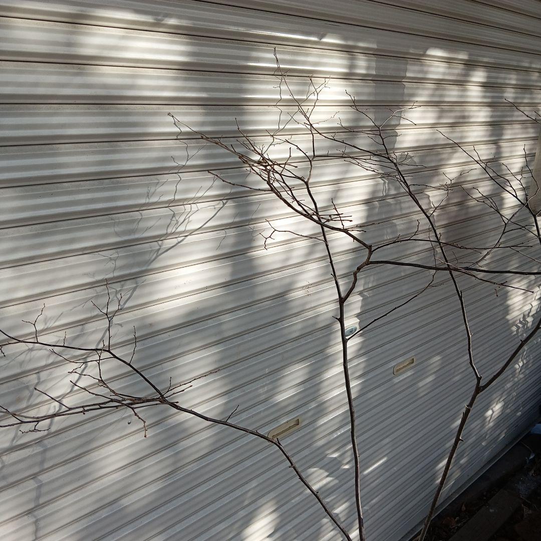 ナツハゼ　双幹　山採り　根元にクロモジ苗木付き