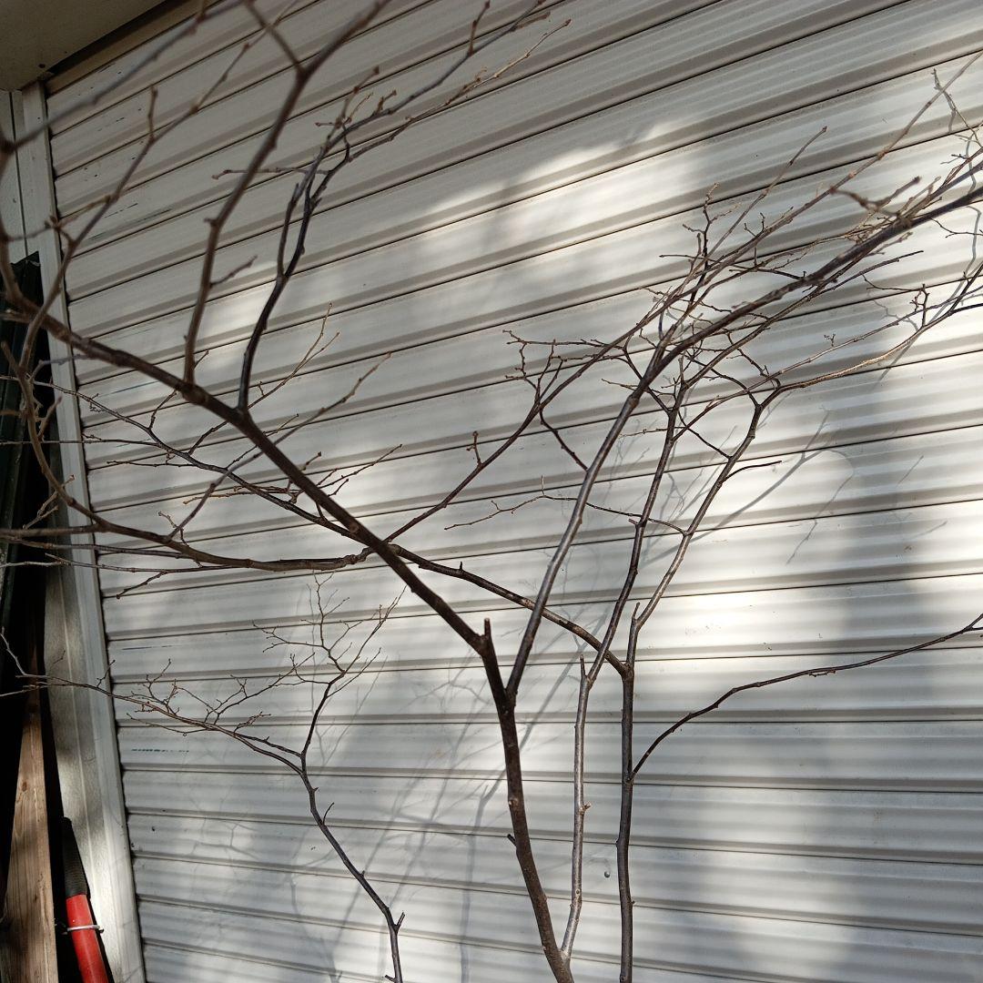 ナツハゼ　双幹　山採り　根元にクロモジ苗木付き