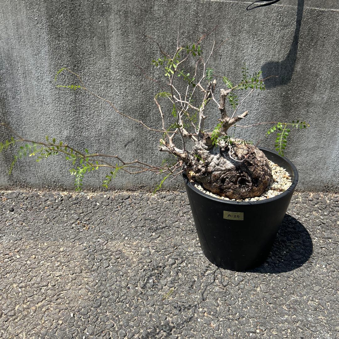 塊根植物 パキプス