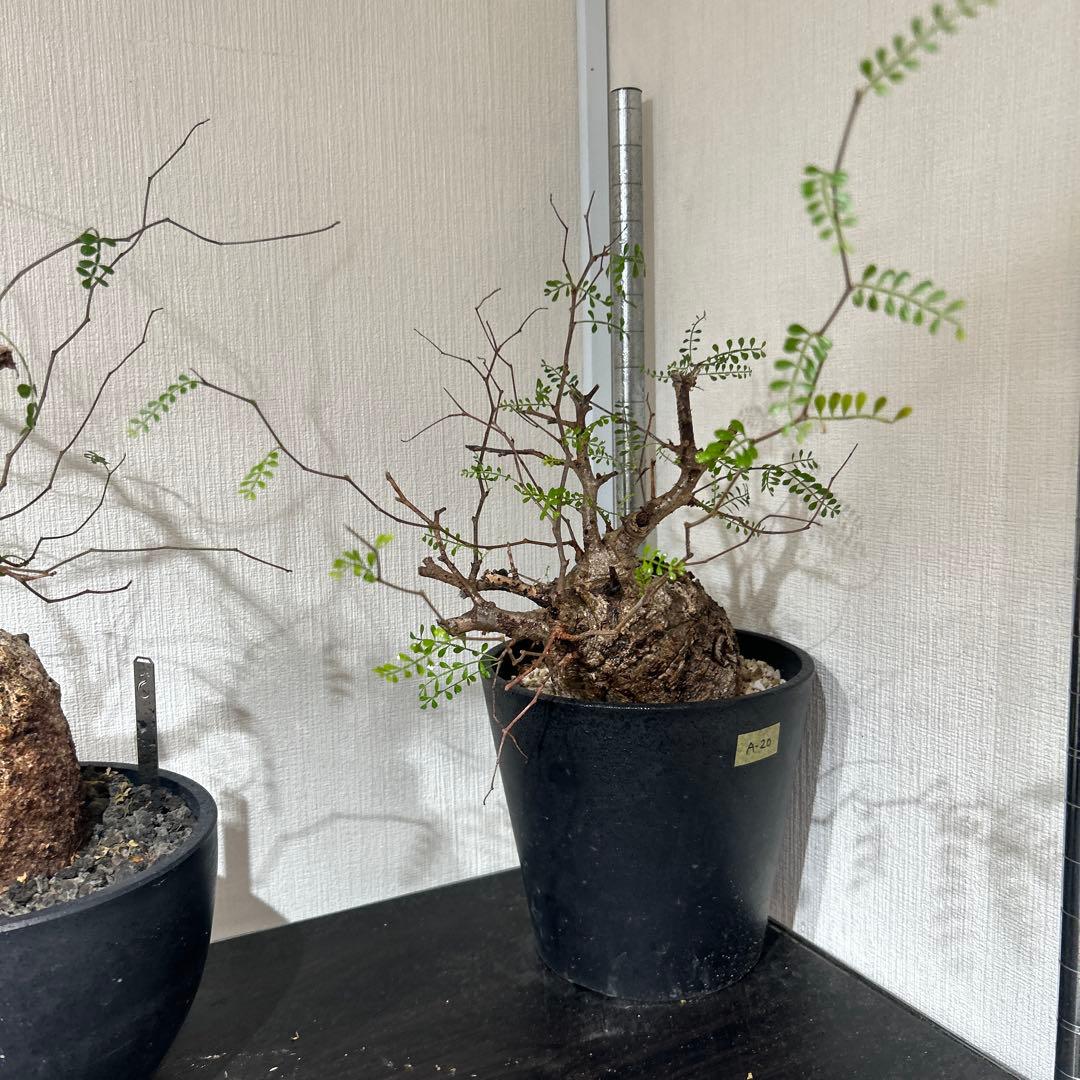 塊根植物 パキプス