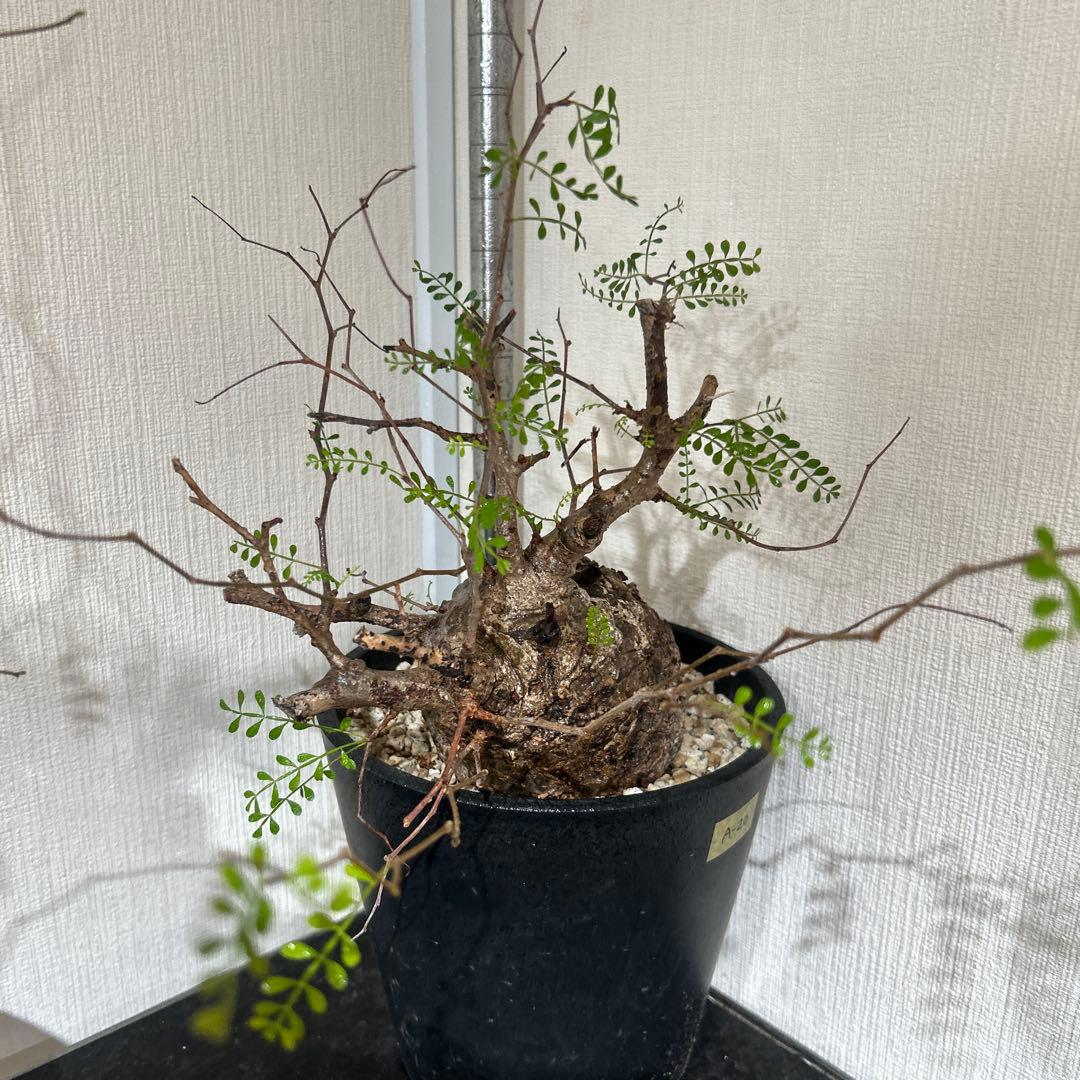 塊根植物 パキプス