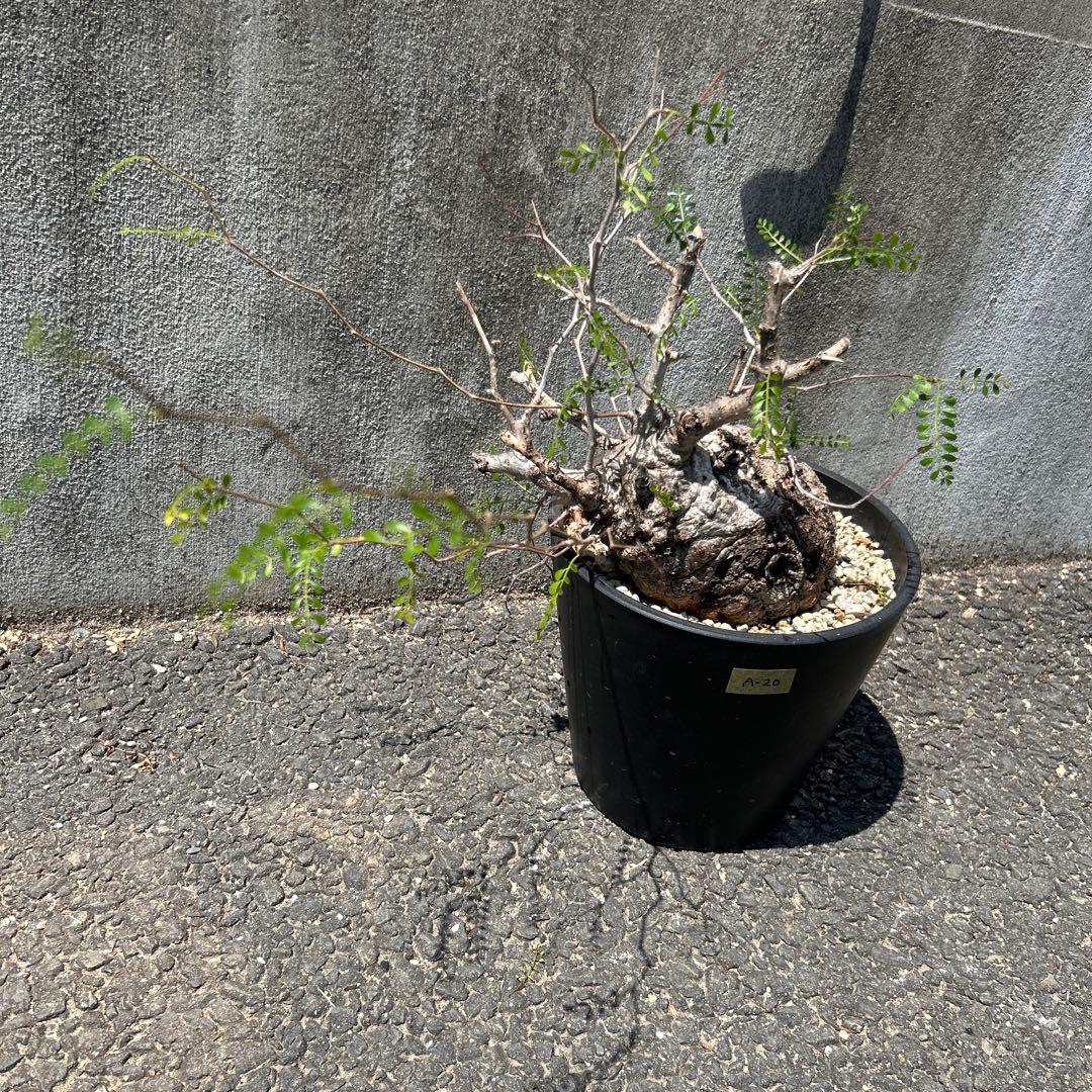 塊根植物 パキプス