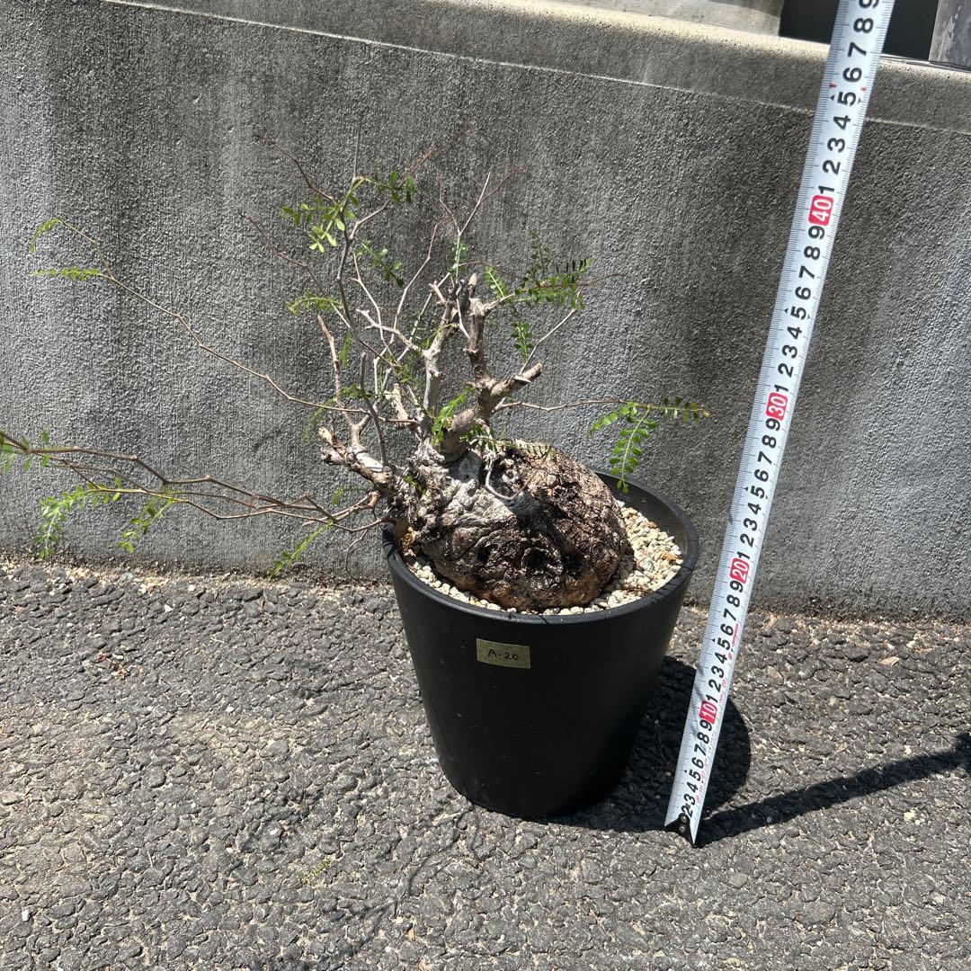 塊根植物 パキプス